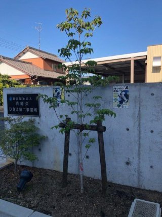 来年は咲くといいな ハナミズキ | その他